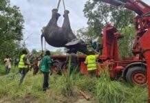 L’éléphant Hamed capturé et ramené à Bouaké