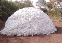 IFC et le GAFSP s’associent à la CIDT pour renforcer le secteur du coton en Côte d’Ivoire (Communiqué)