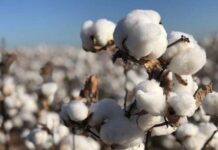 Le prix du kilogramme de coton fixé à 310 Fcfa en 2022/2023