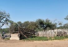 La construction d’un marché moderne à bétail prévu à Tafiré