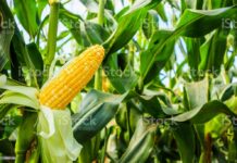 Une plateforme multi-acteurs mise en place pour une filière maïs forte dans le Kabadougou