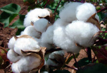 Les cotonculteurs de Niakara inquiets de l’avenir de la filière face à l’endettement et la faible production